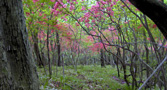 Metropolitan Area Nature Trail, Nikko