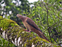 Sunshine Coast Hinterland Great Walk: Brown cuckoo-dove - by Travis